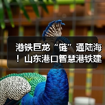 港铁巨龙“链”通陆海！山东港口智慧港铁建设硕果累累（图3）