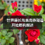 世界最长海底高铁隧道开始盾构掘进(图3) 世界最长海底高铁隧道开始盾构掘进(图3)