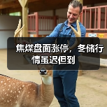 焦煤盘面涨停,冬储行情虽迟但到(图1) 焦煤盘面涨停,冬储行情虽迟但到(图1)