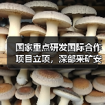 国家重点研发国际合作项目立项,深部采矿安全高效技术攻关突破(图1) 国家重点研发国际合作项目立项,深部采矿安全高效技术攻关突破(图1)