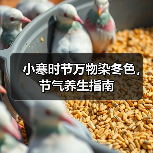 小寒时节万物染冬色，节气养生指南（图4）