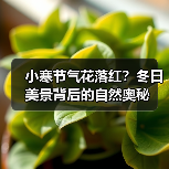 小寒节气花落红？冬日美景背后的自然奥秘（图4）