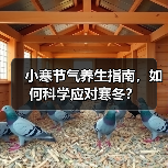 小寒节气养生指南，如何科学应对寒冬？（图2）