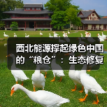 西北能源撑起绿色中国的“粮仓”：生态修复与科技革新（图2）