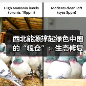 西北能源撑起绿色中国的“粮仓”：生态修复与科技革新（图4）