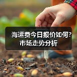 海运费今日报价如何？市场走势分析（图2）
